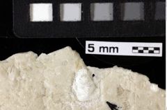 Foto (Detailansicht) von Bullariscus patruliusi (Robins et al., 2013) (NHMW-GEO-1990-0041-0149b)